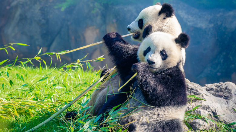 Two pandas eating bamboo