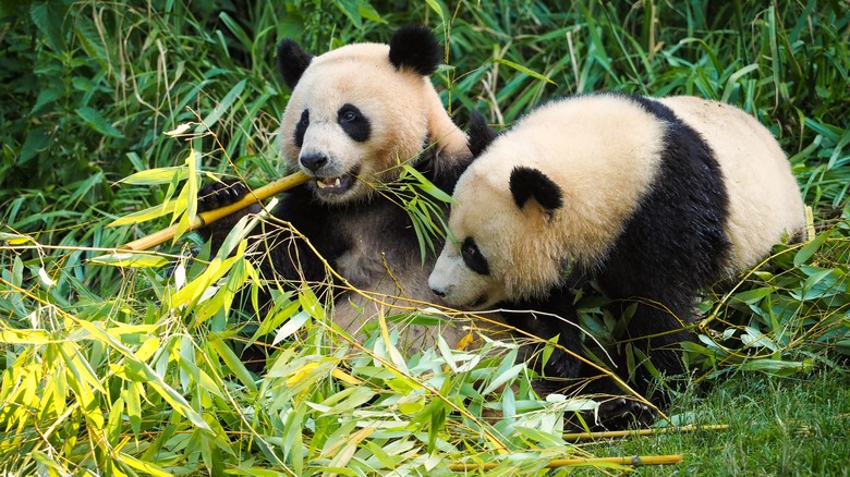 Two pandas in forest