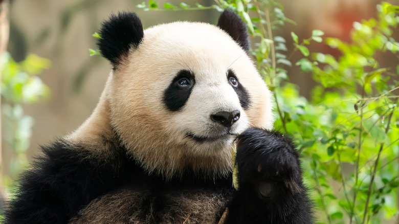 A panda eating in forest