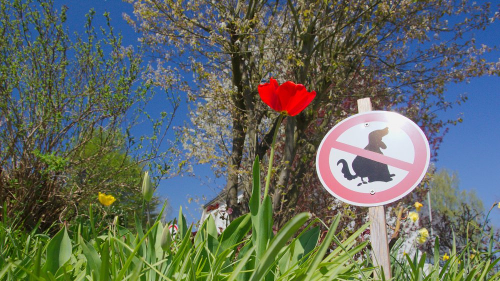 No dog poo sign