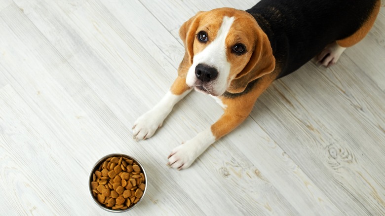 Beagle sitting at food bowl