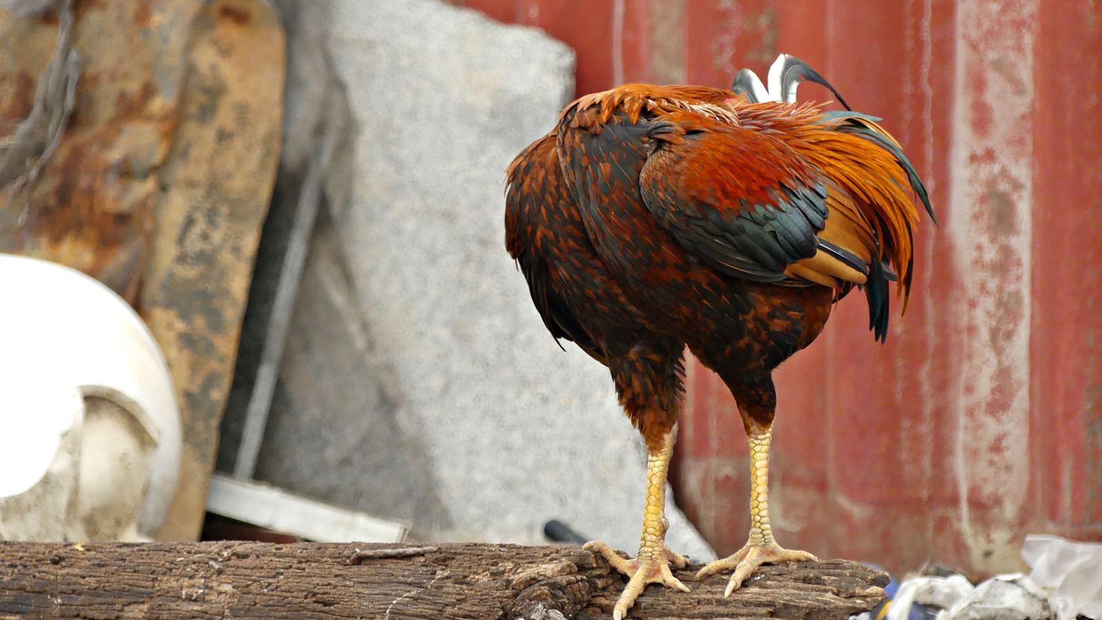 The Gruesome Truth Behind The Chicken Who Lived Without A Head For 18 