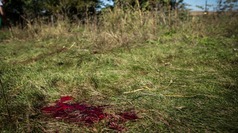 Blood on the grass in a clearing