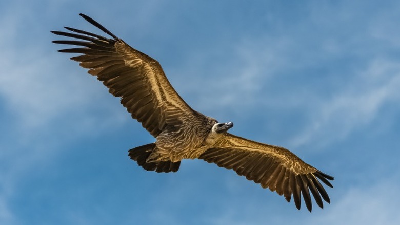 African buzzard in flight