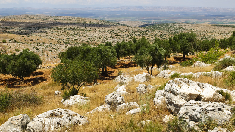 Olive grove in Syria