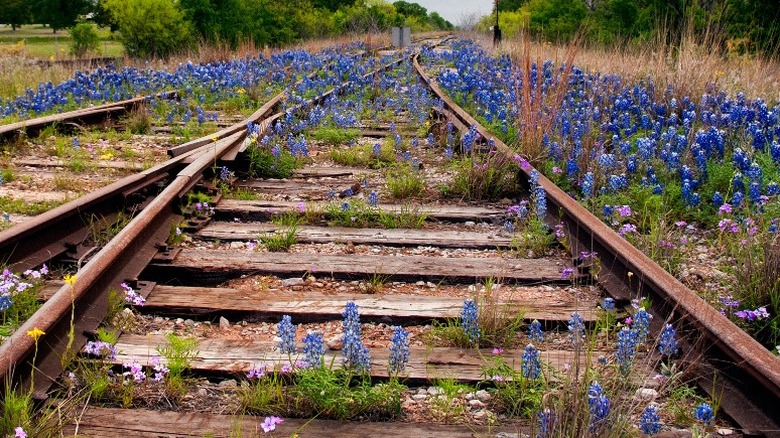 abandoned railroad tracks