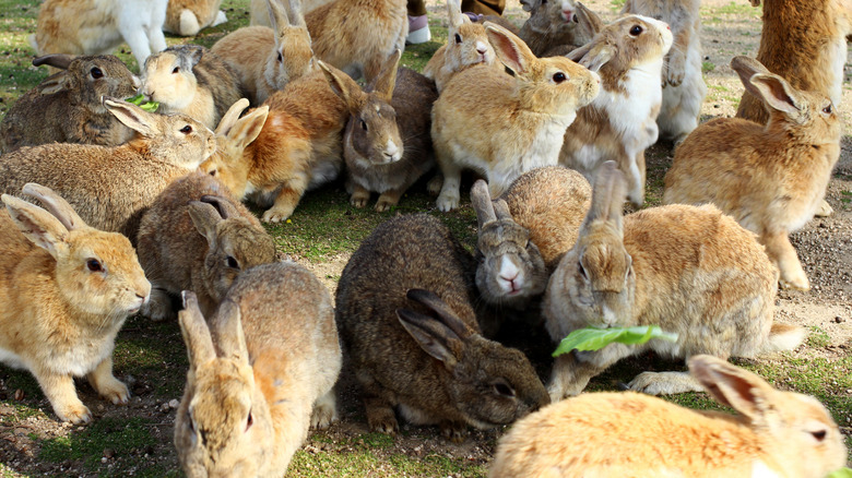 Rabbits on Okunoshima 