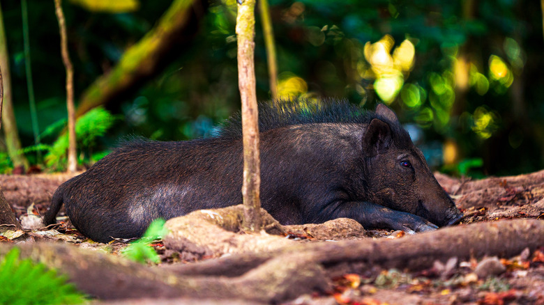 Hawaiian wild boar