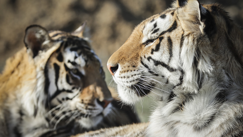 Rescued tigers 