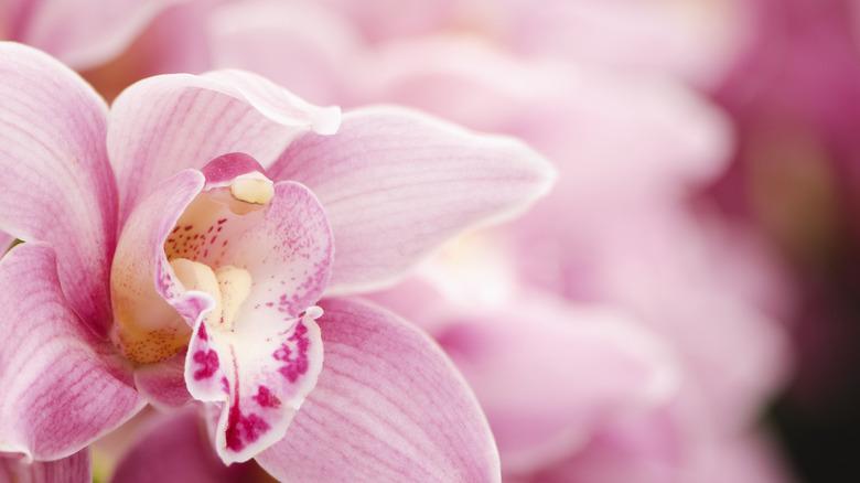 Pink orchids