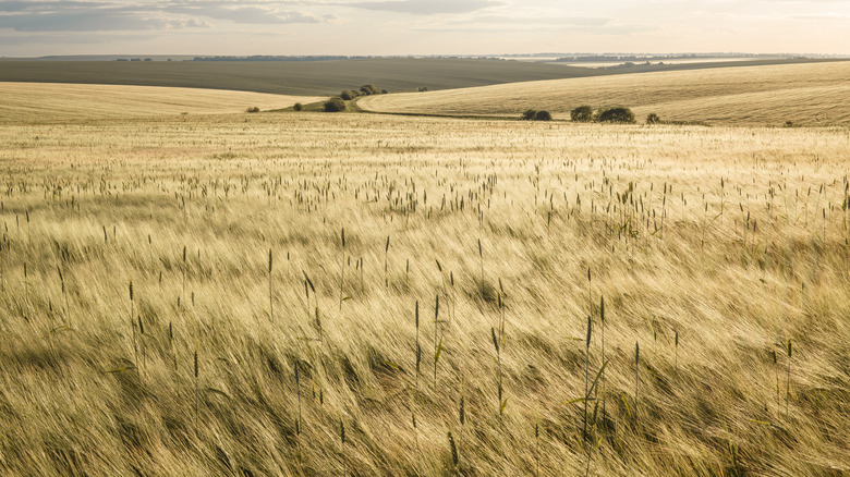 Grass blown across field