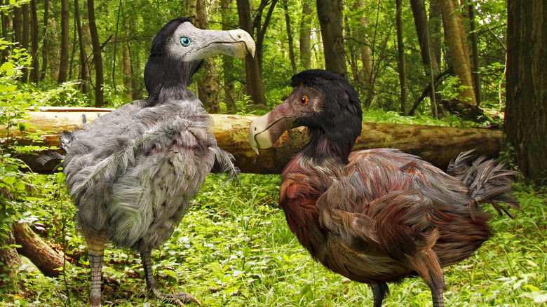 Illustration of two dodo birds in thick forest.