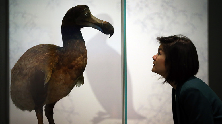 Woman looks at dodo model in case, side view.