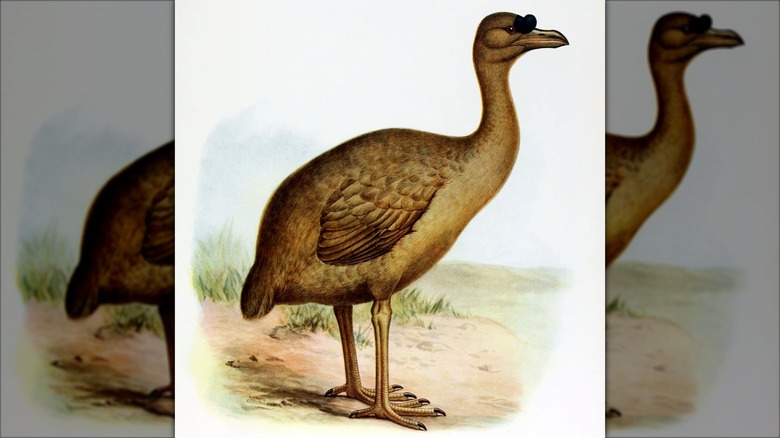 1907 illustration of Rodrigues solitaire bird