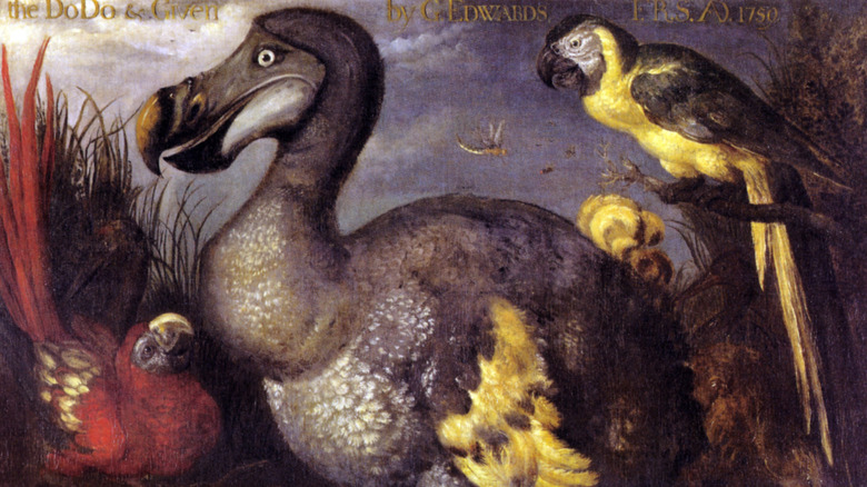 1620s painting of a dodo