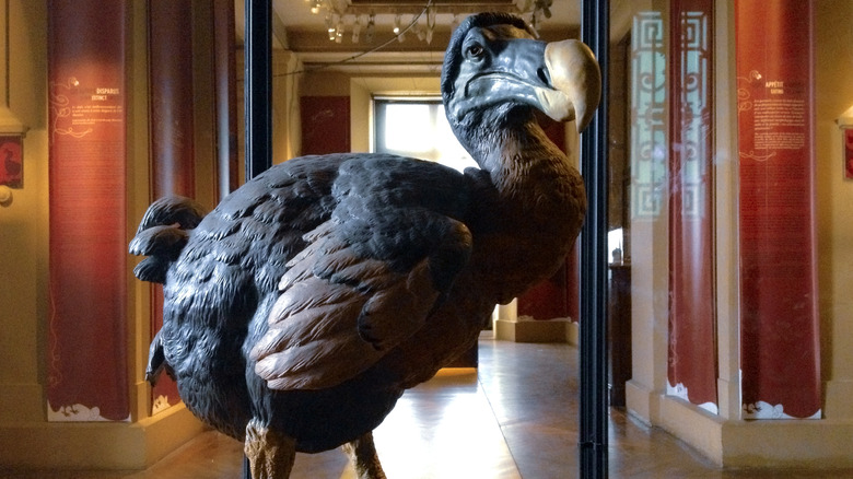 Dodo model in Museum of Sciences, paris