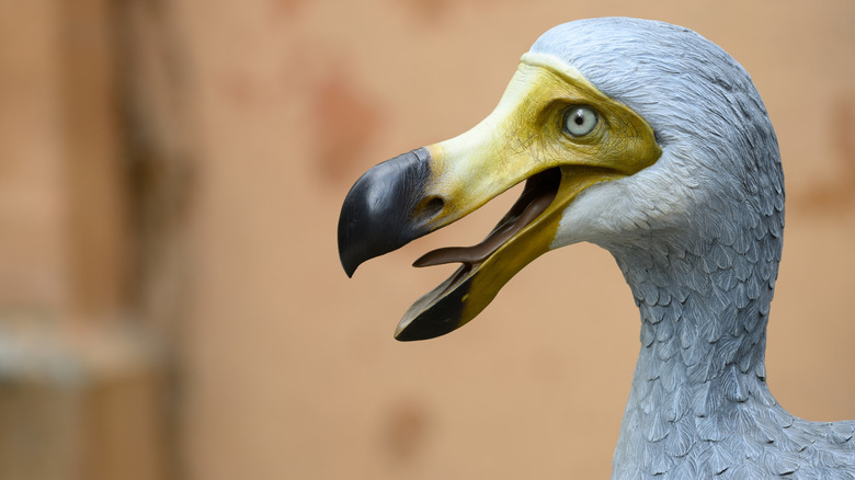 Dodo reconstruction closeup on face