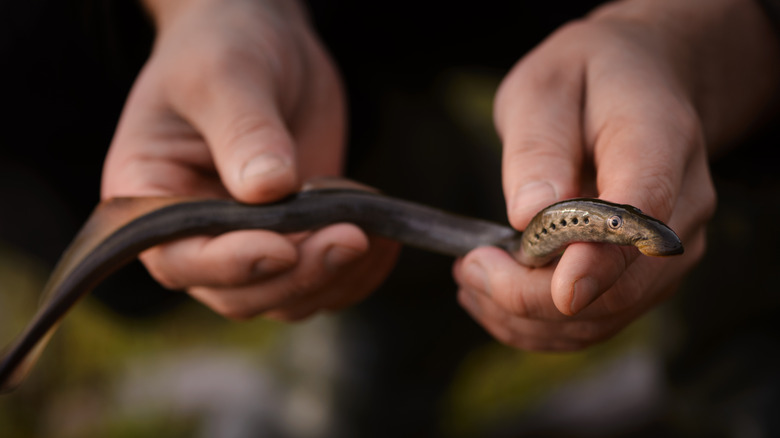 A river lamprey