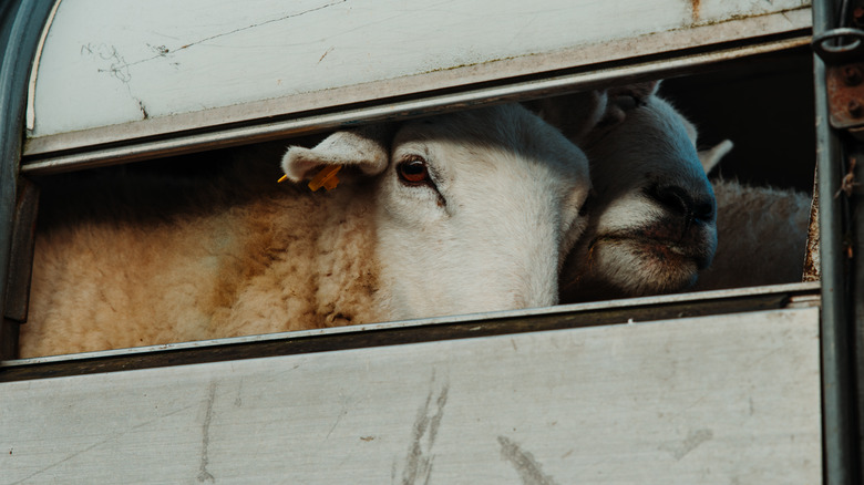 SHeep peering out of a truck