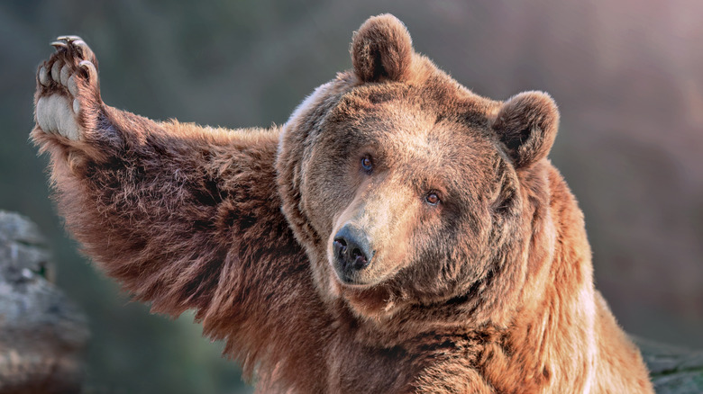 Bear raising his paw