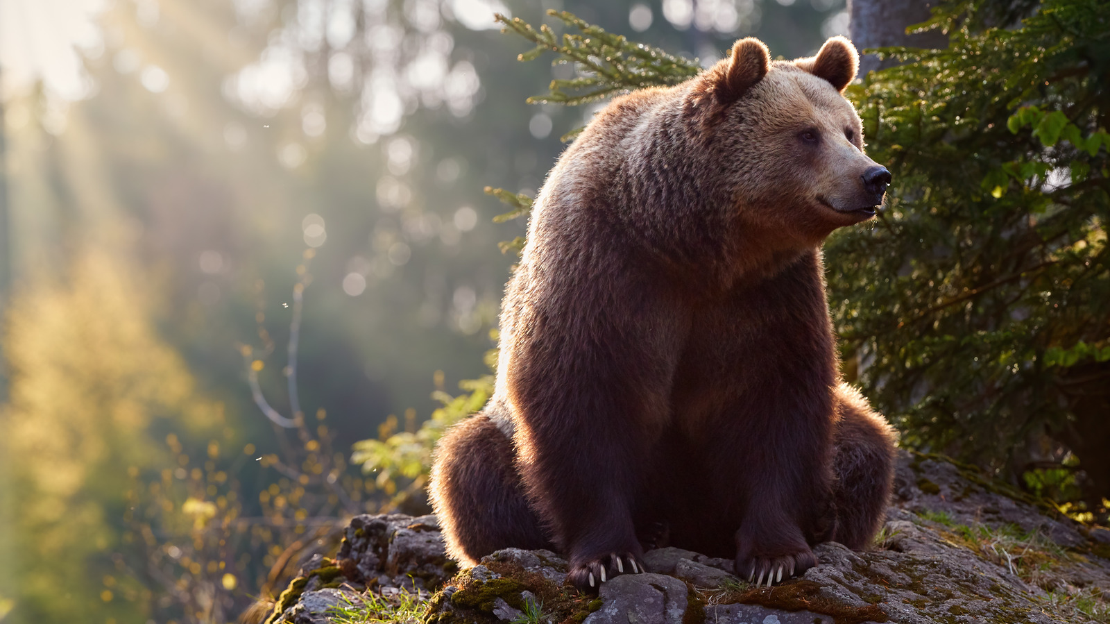 The Hilarious Truth About Alaska's 'Fat Bear Week'
