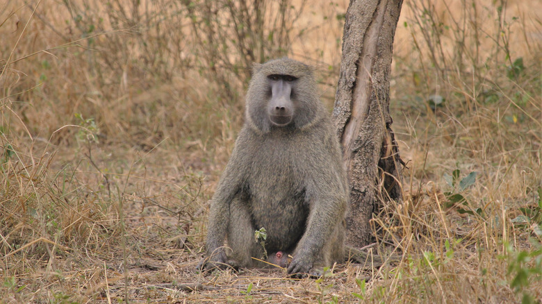 Baboon