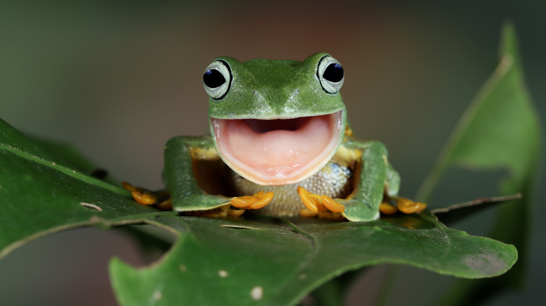 Javan tree frog