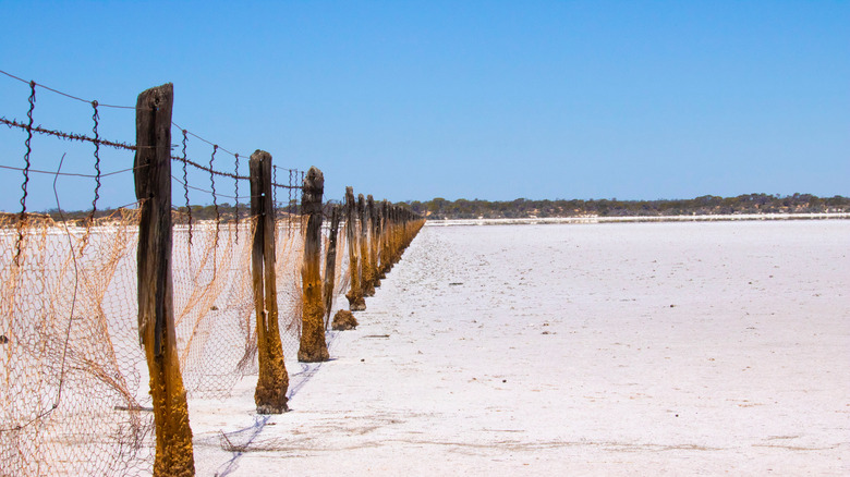 Australian rabbit fence