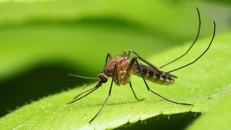 Mosquito on leaf