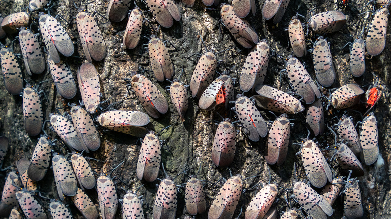 Spotted lanternflies