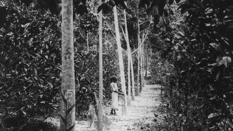 Paradise Rubber Estate, Kajang, in British Malaya 1900