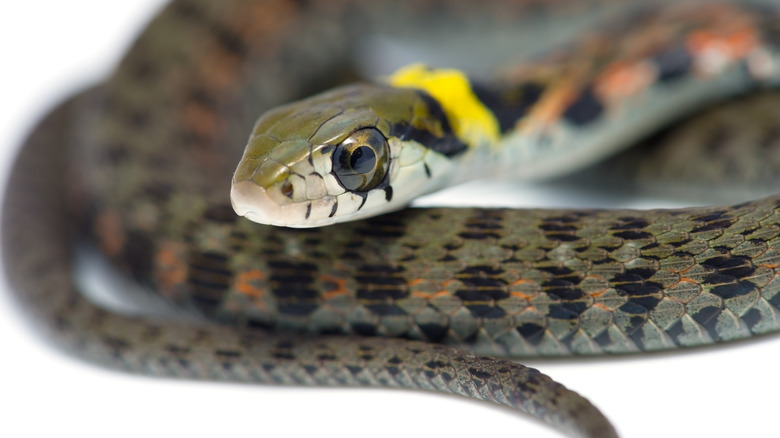 A tiger keelback snake