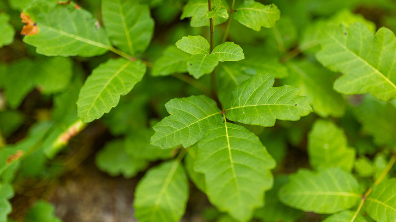 Poison oak