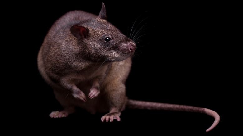 Gambian giant pouched rat