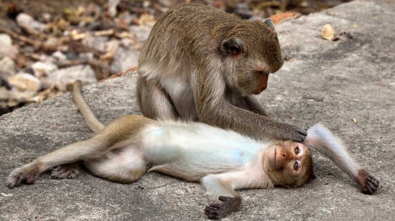 Two long-tailed macaques grooming each other