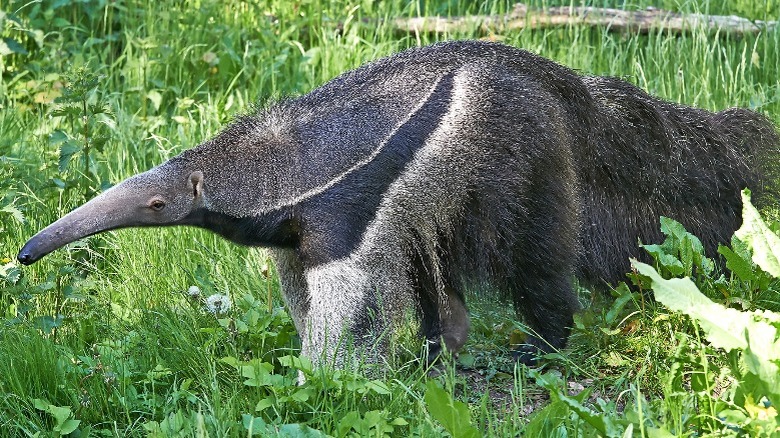 South American giant anteater