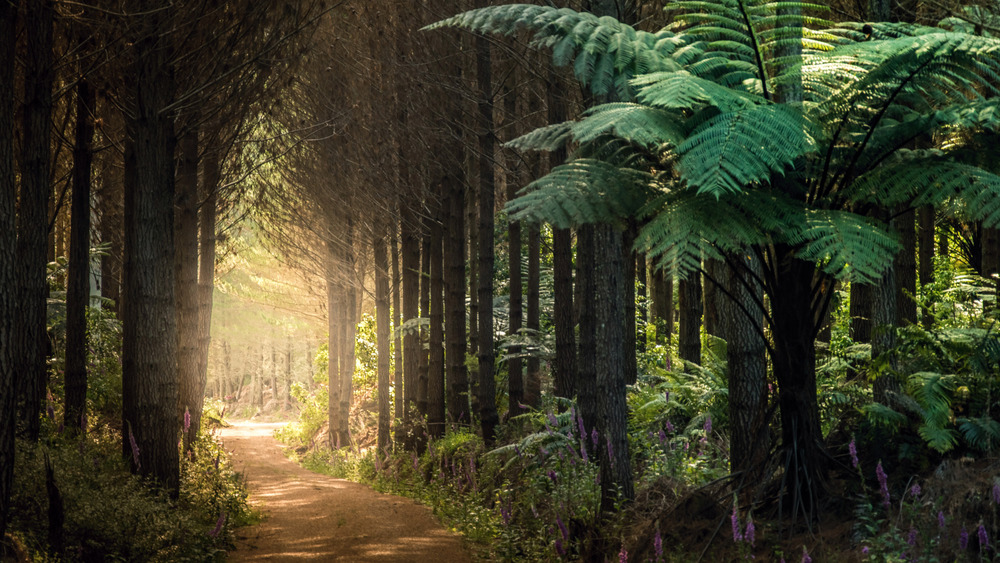 new zealand trees