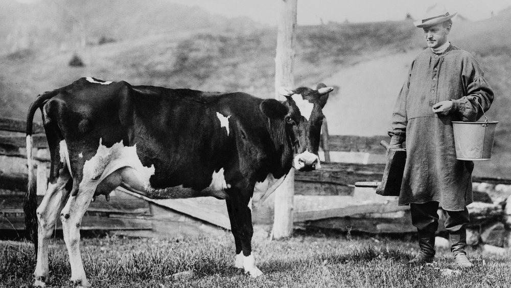 Calvin Coolidge and cow