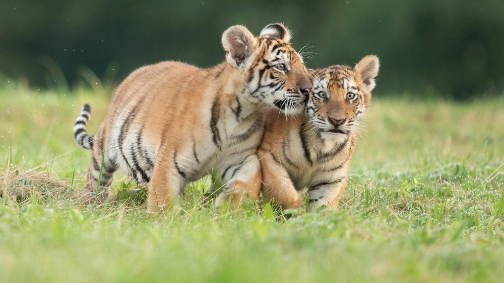 Tiger cubs