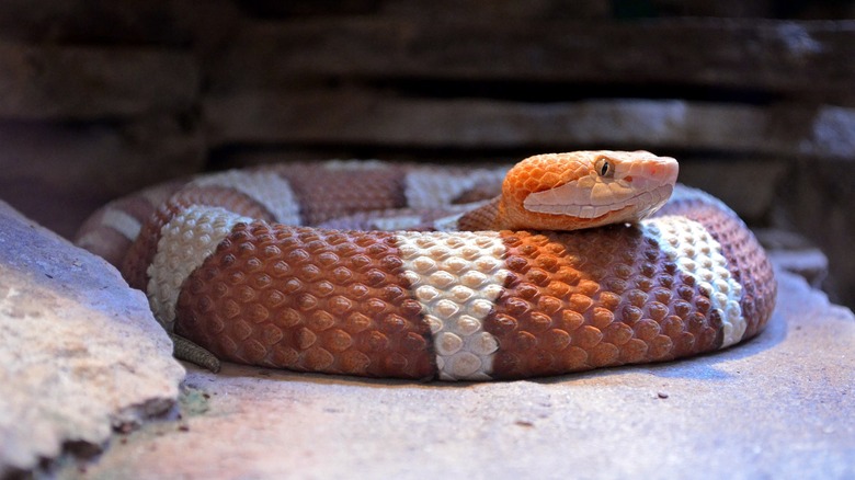 Agkistrodon contortrix (Copperhead) - Natural History Museum of Nantes