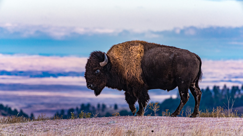 Bison in a field near Wind Cave National Park