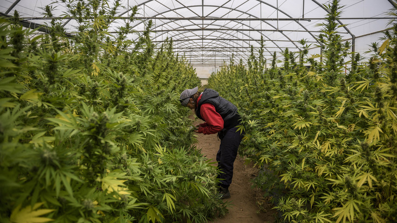 a worker in a cannabis greenhouse