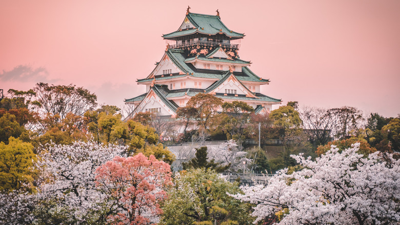 Japanese sakura season