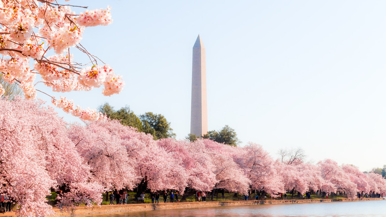 cherry blossom trees at Washington memorial