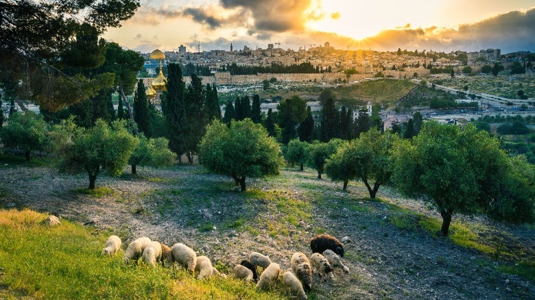 Sheep graving on Mount of Olives