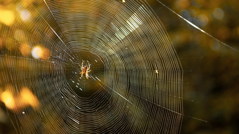 Spider web in the sun