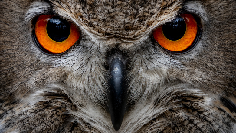 Owl eyes