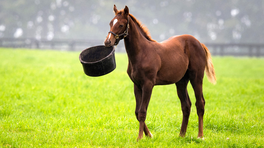 Horse playing with food container