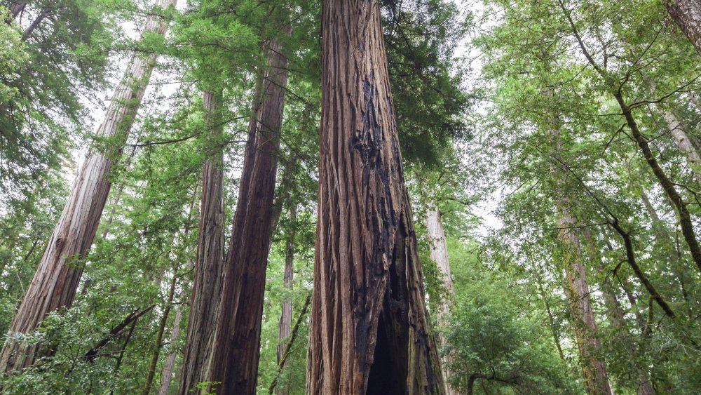 Redwood trees