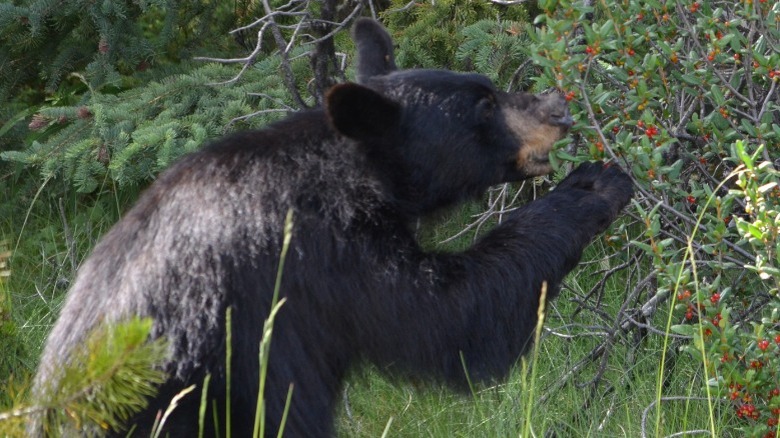 Black bear eating berries